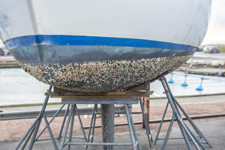 The Science of Barnacles: What Every Boat Owner Needs to Know